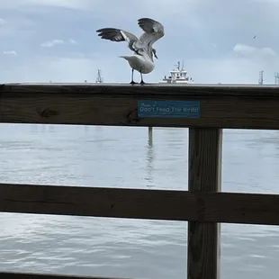 Just a random seagull