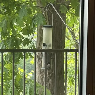 One of the bird feeders.
