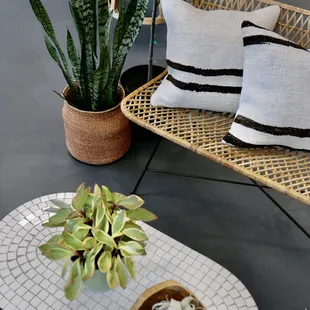 Furniture + Plants