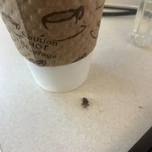 ROACH