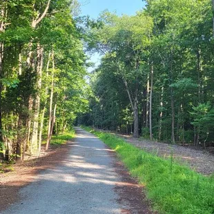 A great snapshot of the woods within the Wetlands trail