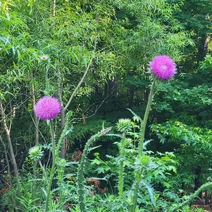 Thistle flower