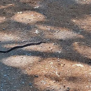 Snake....snaaaake!!!