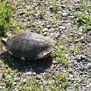 Turtle