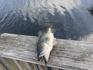 Newport News Park