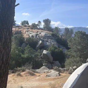 Cow off in the distance