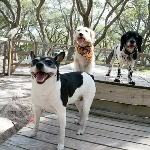 Little Dog daycare available on Wednesdays