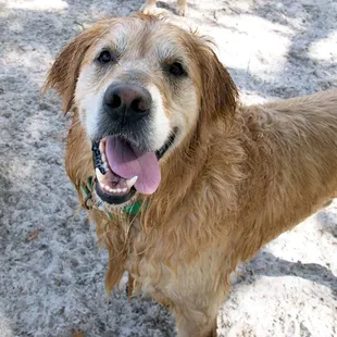Happy Dogs at Sandy Oaks
