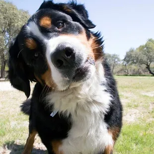 Did you say treat?