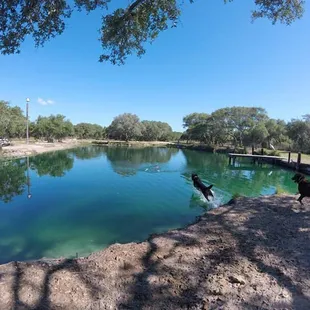 2.5 acre yard with a pond