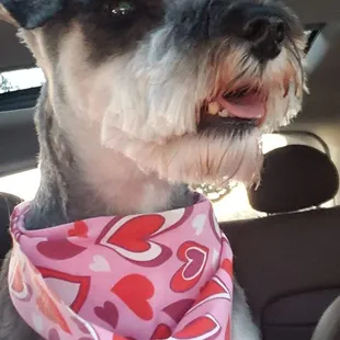Bella looking beautiful after her grooming appointment.