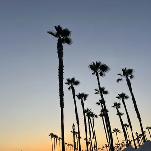 California backdrop