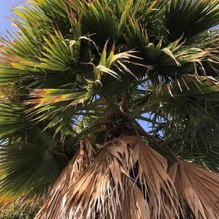 a palm tree with a blue sky in the background