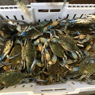 oysters and mussels, mussels, oysters, shellfish, food