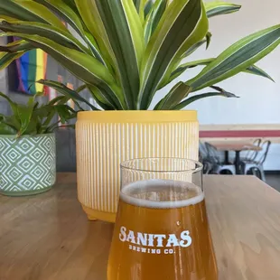 a glass of beer and a potted plant