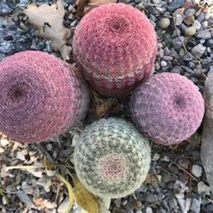 AZ Rainbow Cactus, Echinocereus rigidissimus v. rubispinus