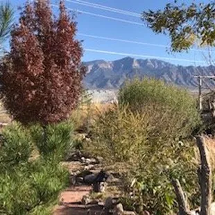 Garden Center Landscape with Sandia Mts. in background. (Fall)