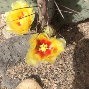Opuntia macrocentra in bloom