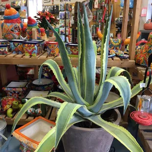 Garden and Gift Shop with Agave Americana v. maginata in foreground