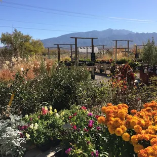 Fall at Santa Ana Garden Center.