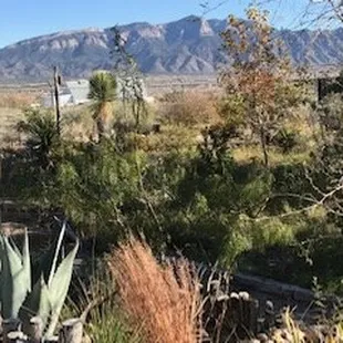 Garden Center Landscape with Sandia Mts. in Background.