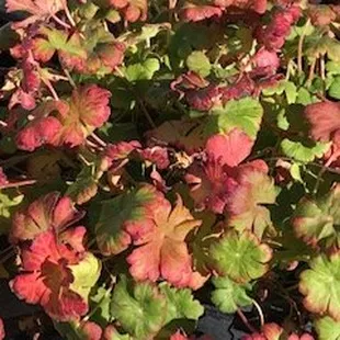 Karmina Geranium (Perennial)
