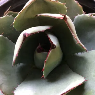 Agave parryi var. truncata