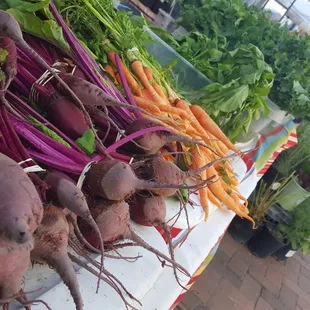 Sleeping Frog Farms, always proving amazing roots!