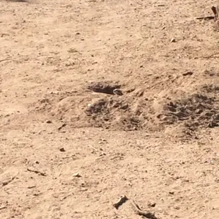 Ground squirrels!