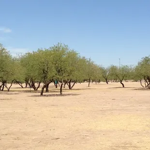 Looking out towards #5. You can barely see the blue port-a-potty. You can see Basket #16 in the trees on the left.