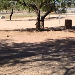 More of the ground squirrels