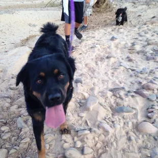 Nikita walking in the santa cruz river