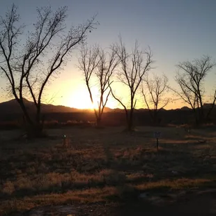 Pecan grove at sunset