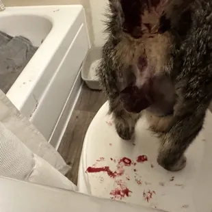 My cats mutilated back end!