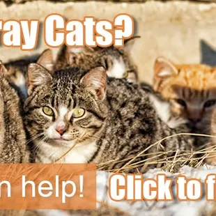 We help with spay/neuter of stray cats.