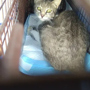 Feral Mom cat back from Surgery.  Kittens going to adoption.