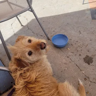 Doggies welcome on patio