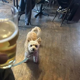 A beer and a dog.