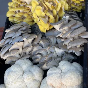 Reyah Sunshine Farm mushrooms