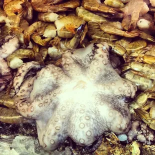 Pulpo y camarones