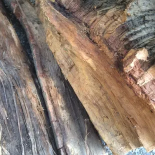 They bring plenty of RedOak for BBQ. They swear by it &amp; I can't argue w/the results.