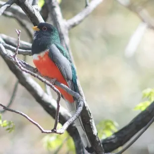 A trogon in a tree in Madera Canyon, April, 2015.