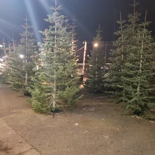 Silver Tip trees, the natural eco friendly tree