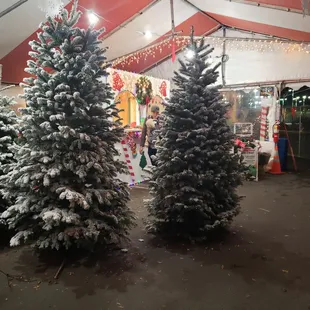 Lighly Flocked Noble Fir