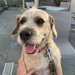 No Yappy hour as advertised