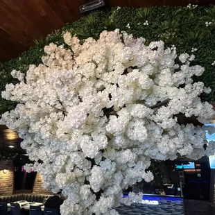 a large tree of white flowers