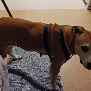 a dog standing on a rug
