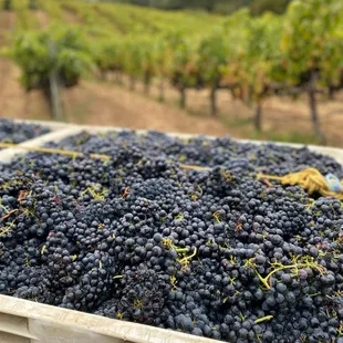 a crate full of grapes