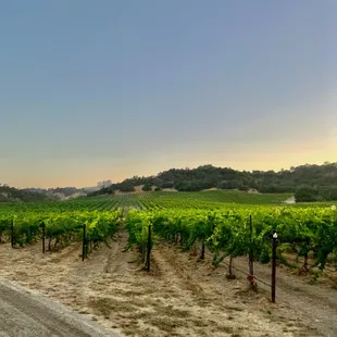 a dirt road in the middle of a vineyard