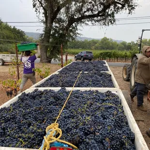 a man loading a crate of grapes